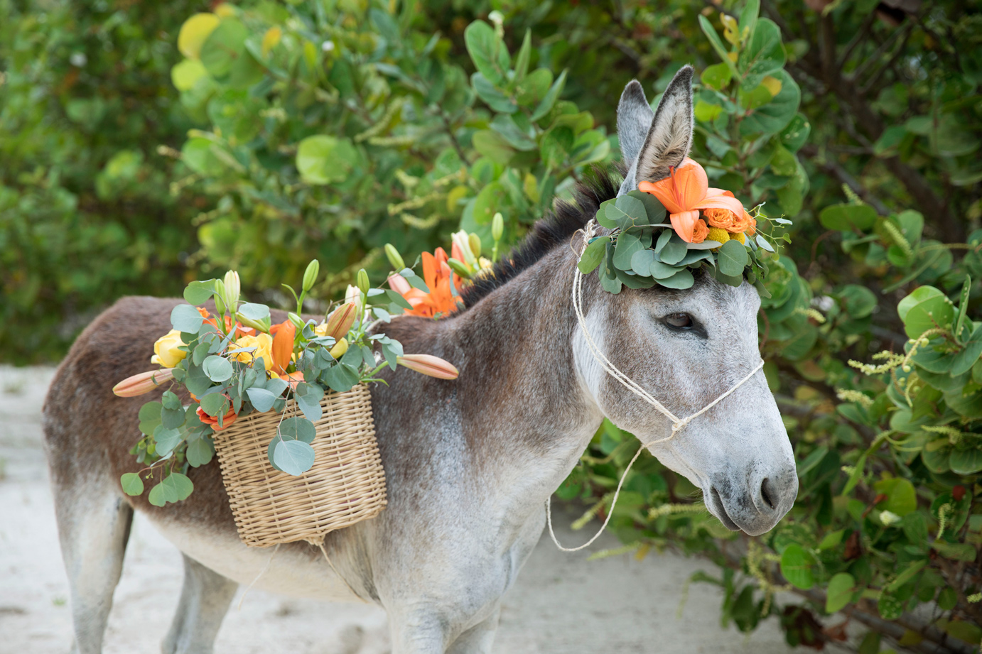 Wild Caribbean: The Caribbean's Most Unusual Animals - Page 7 of 12 -  LargeUp