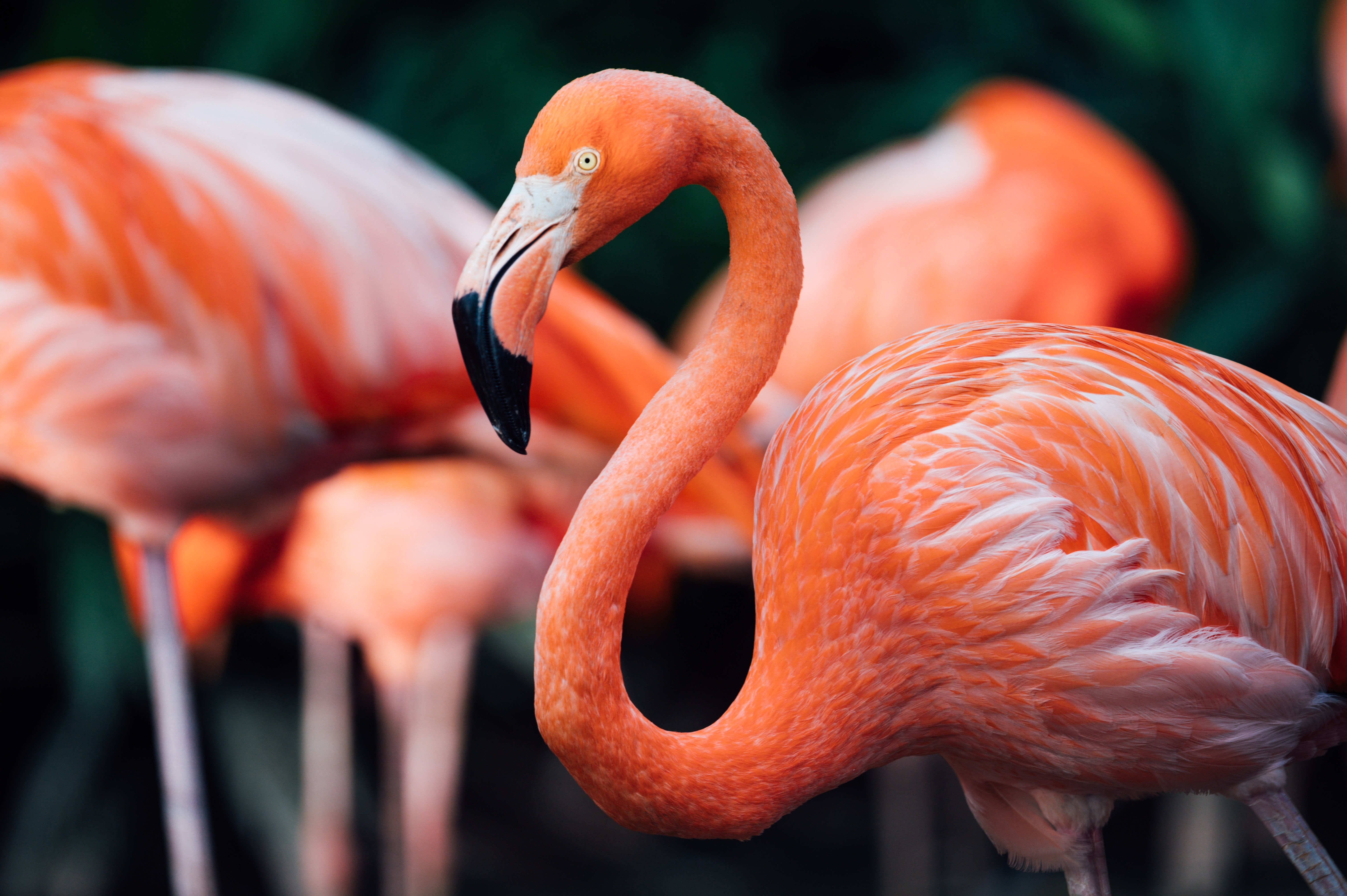 Flamingos can be seen in the Dominican Republic