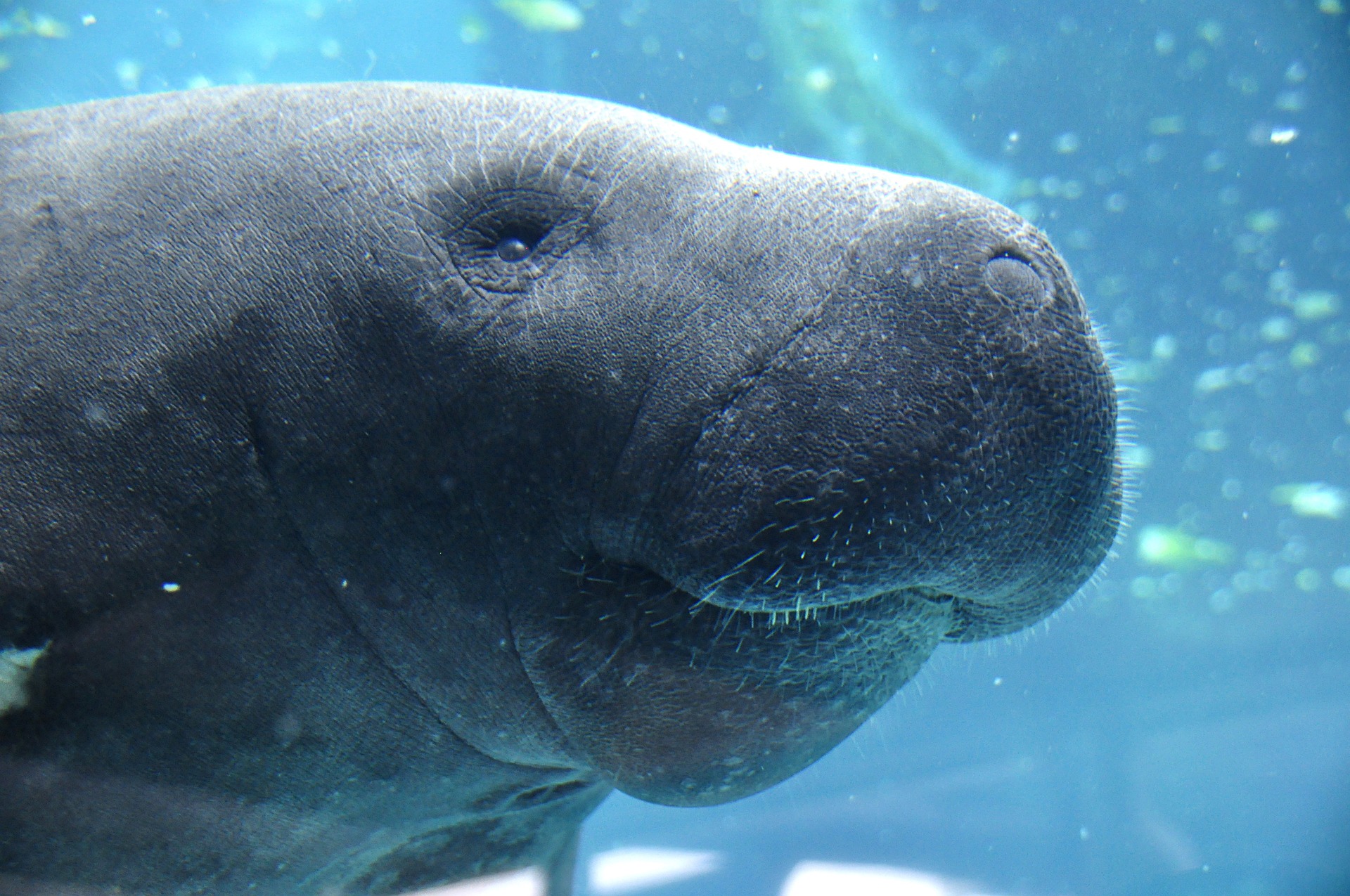 Face of a manatee that sailors mistook for a mermaid in the Caribbean