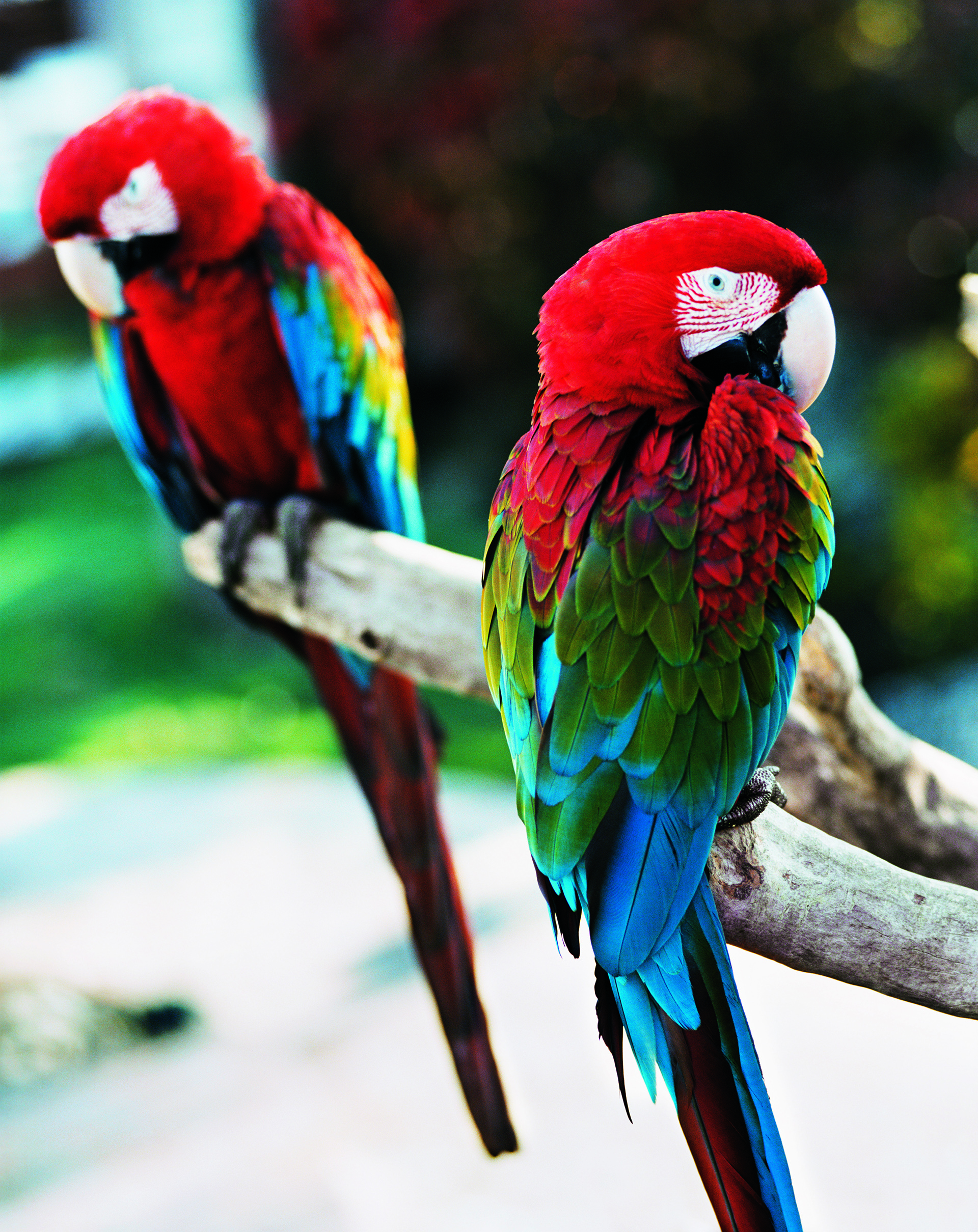 Macaw Parrots in Playa Mujeres