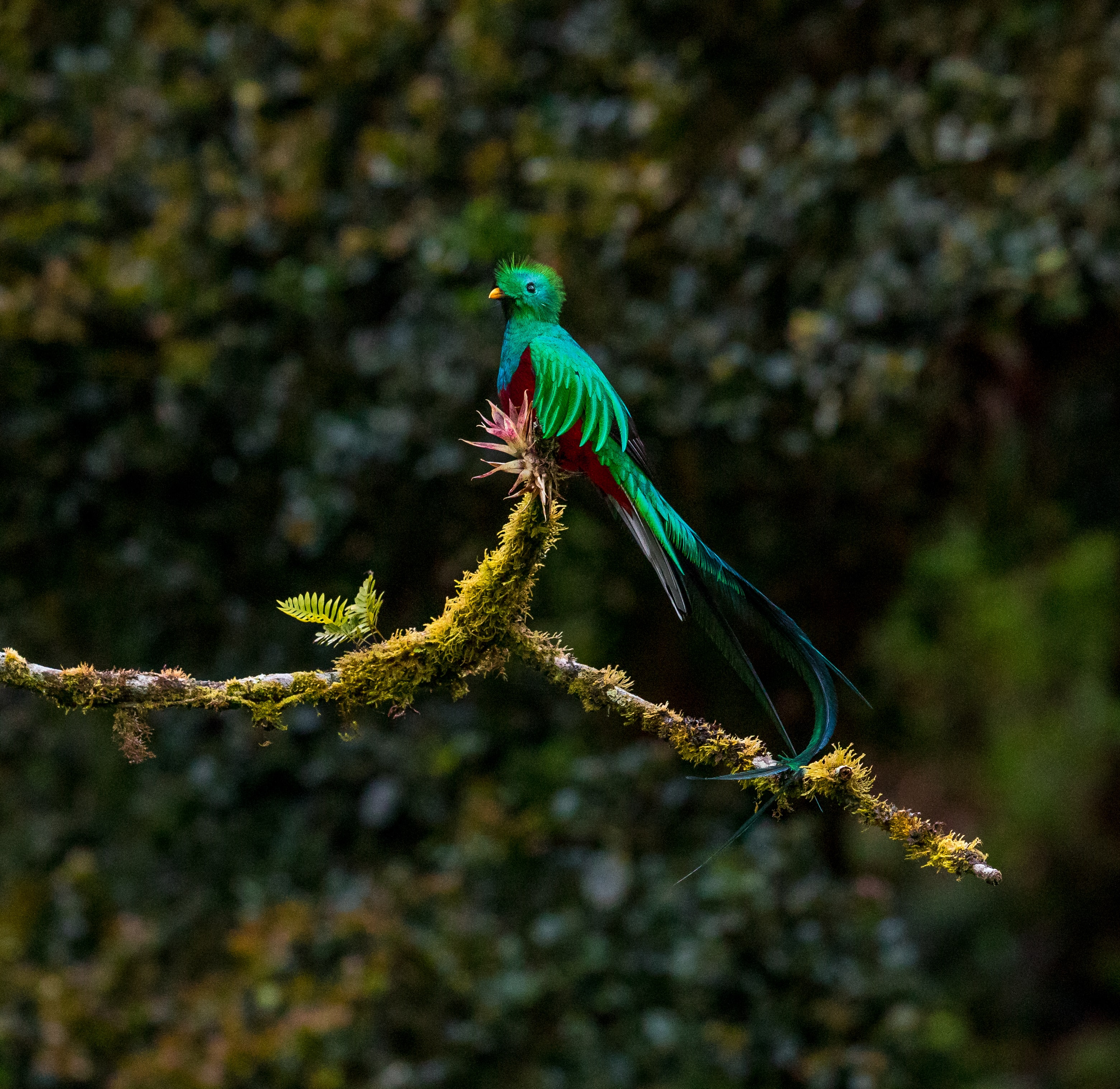 Resplendent Quetzal