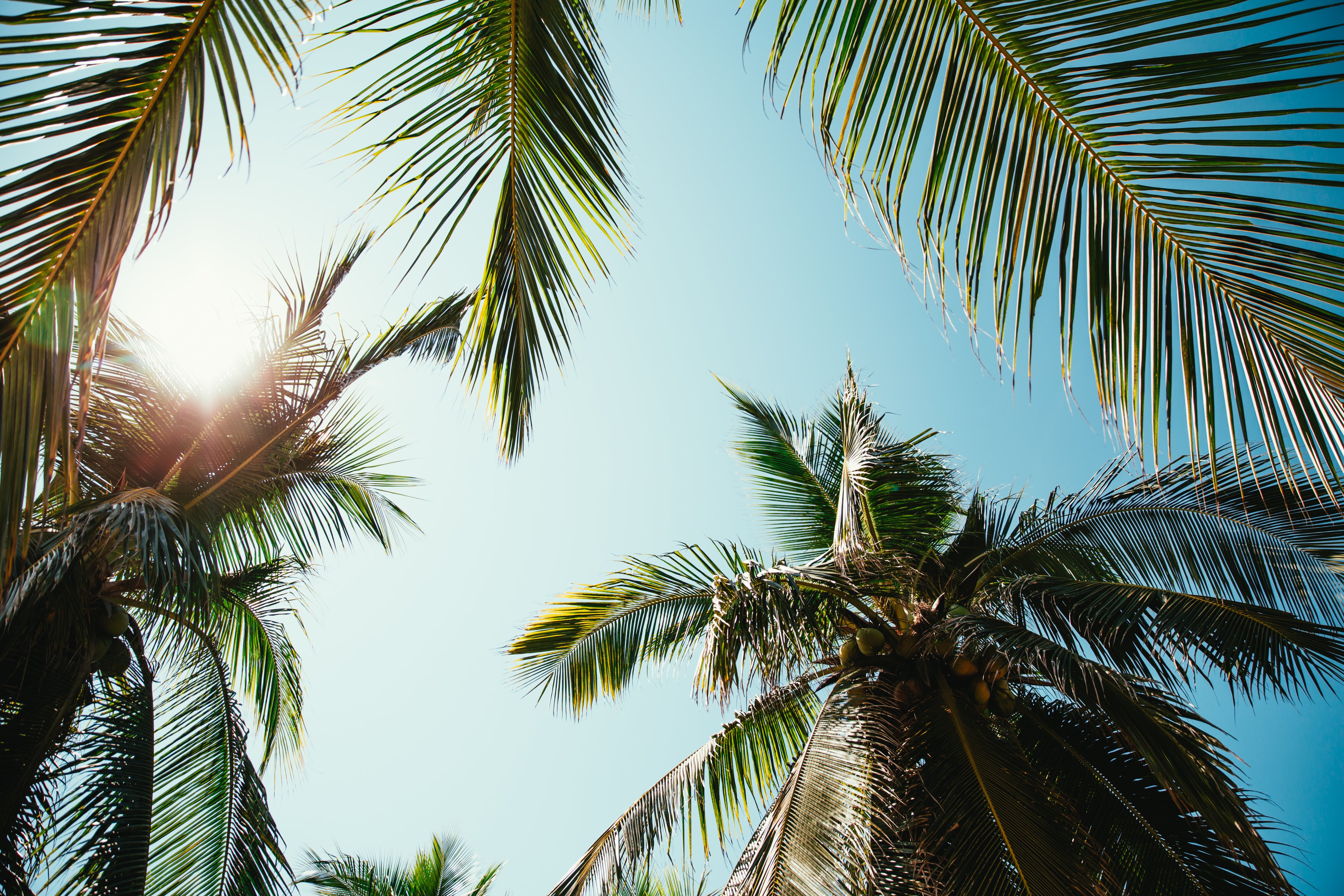 Staying safe in the sun in the shade of a palm tree