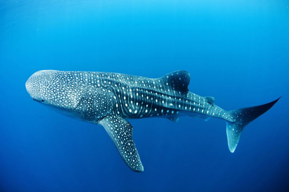 Swim with whalesharks in the Caribbean ocean