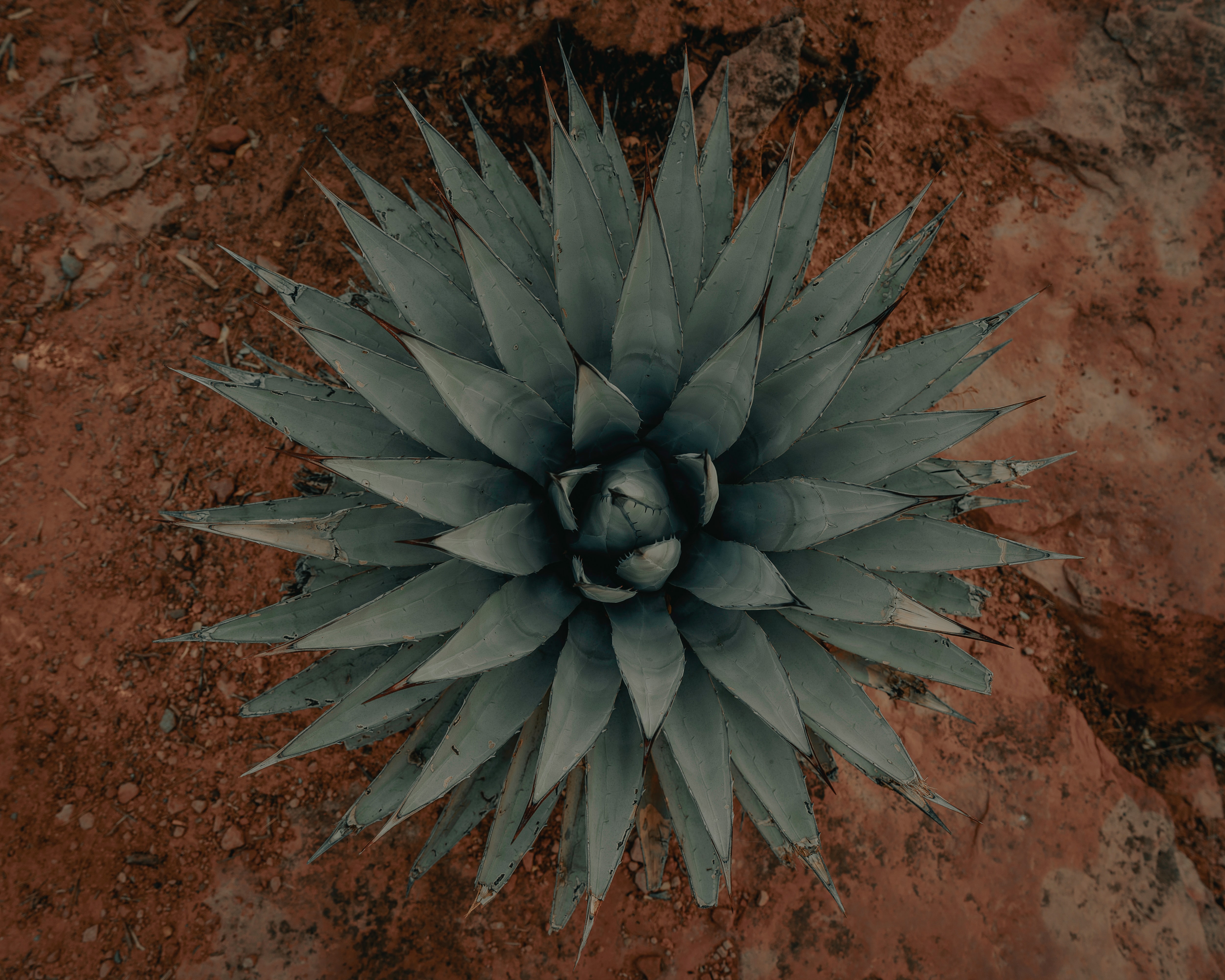 Agave plant for Mexican Mezcal drinks