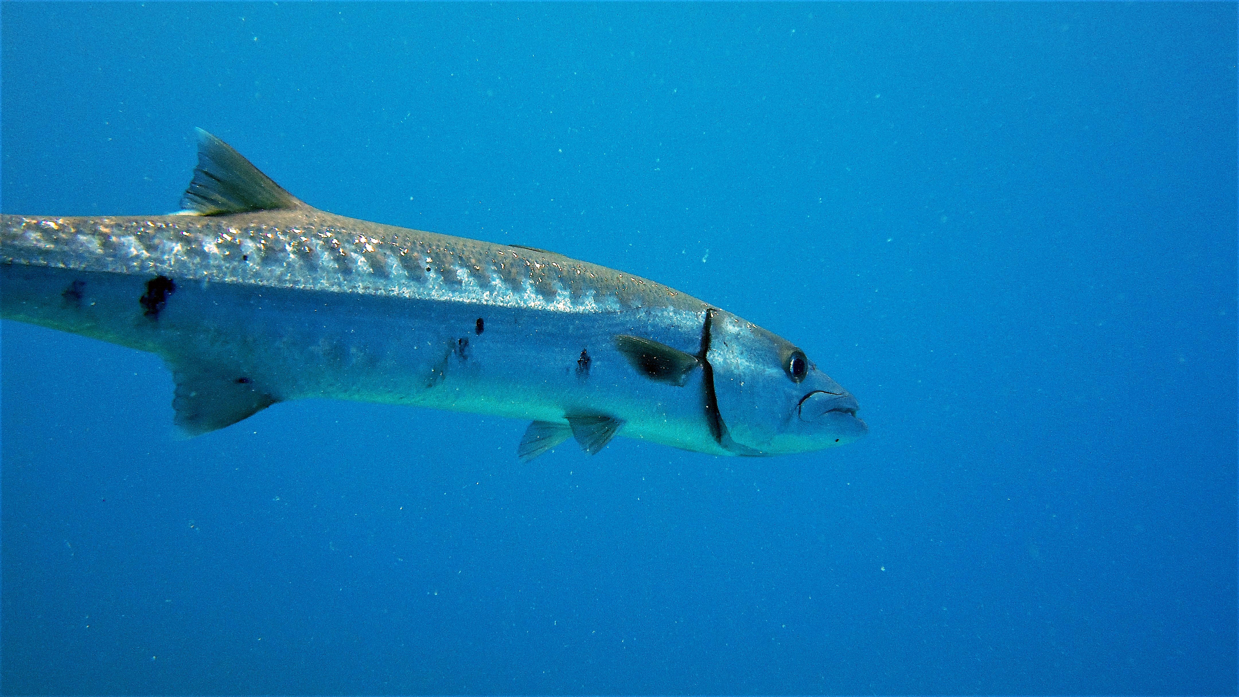 Fishing for Barracuda off the Mexican coast