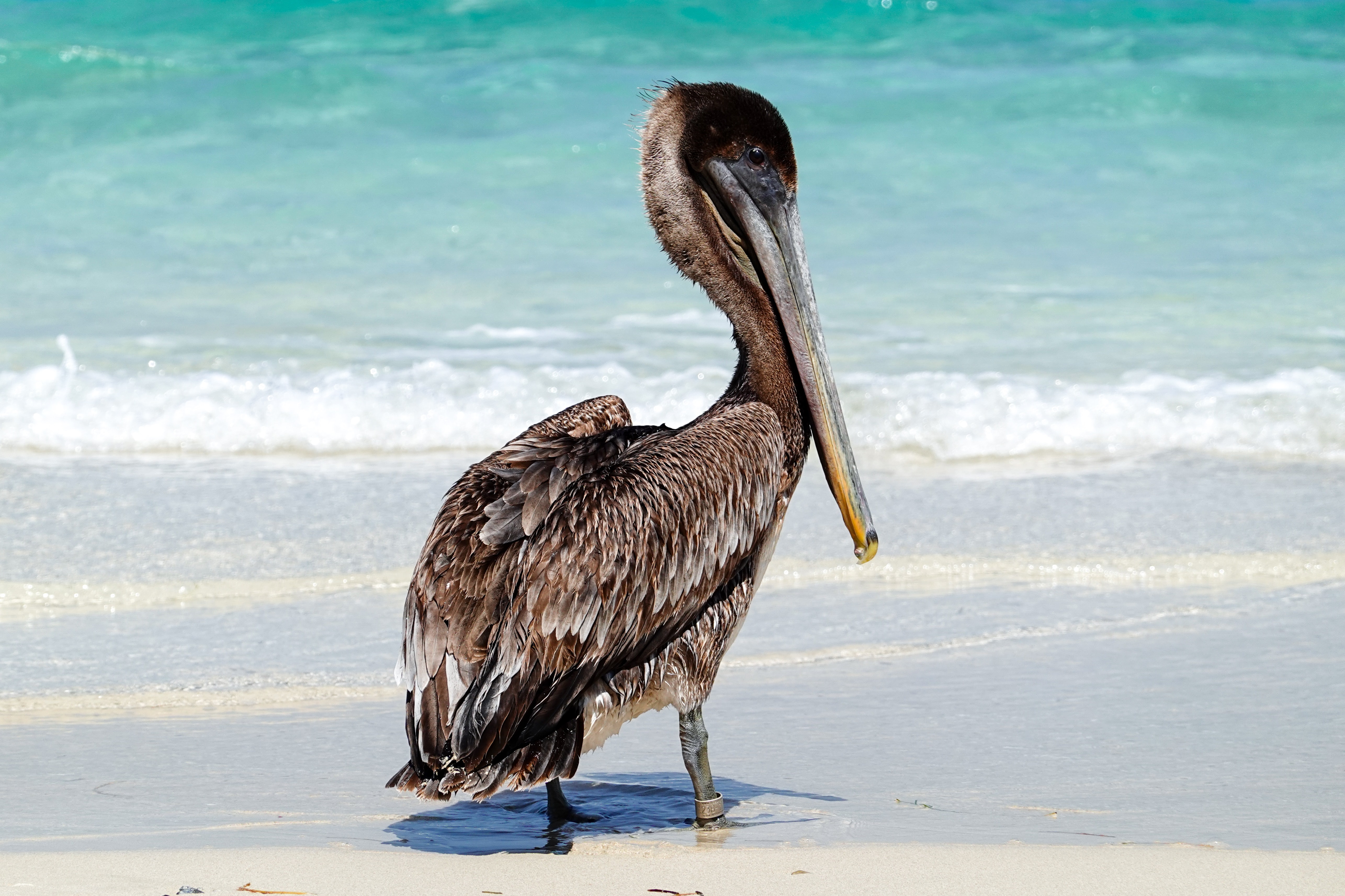Pelican spotted by the ocean during beach birding