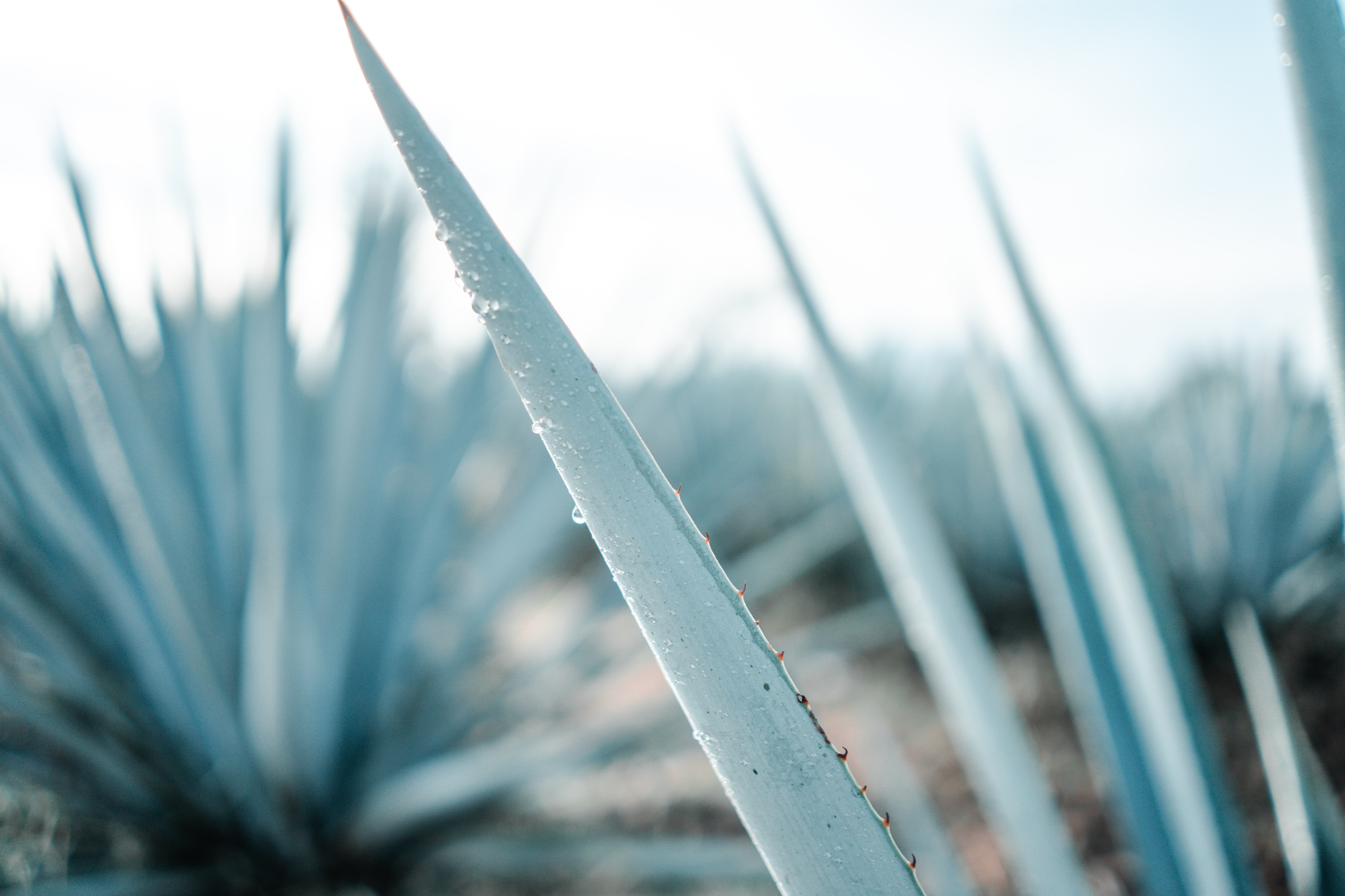 Field of blue agave plants in Mexico for tequila distilling