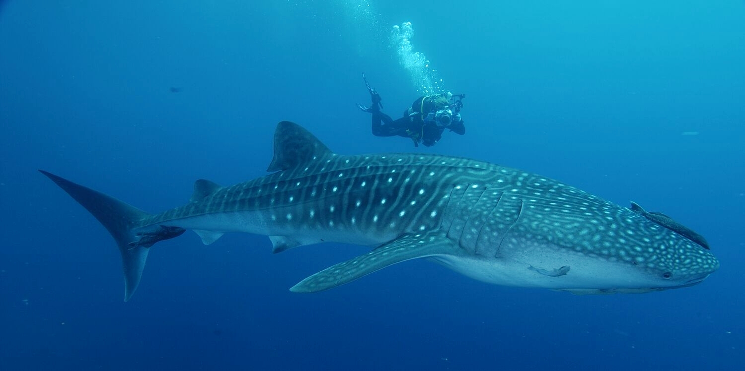 Underwater photograghy in Cancun