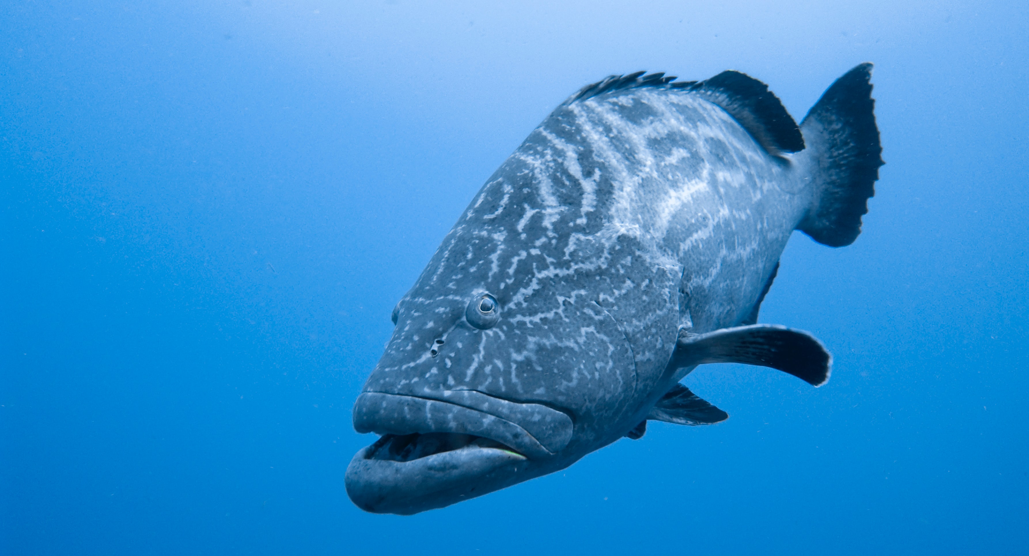 Grouper fish swimming in the Caribbean Sea near Mexico