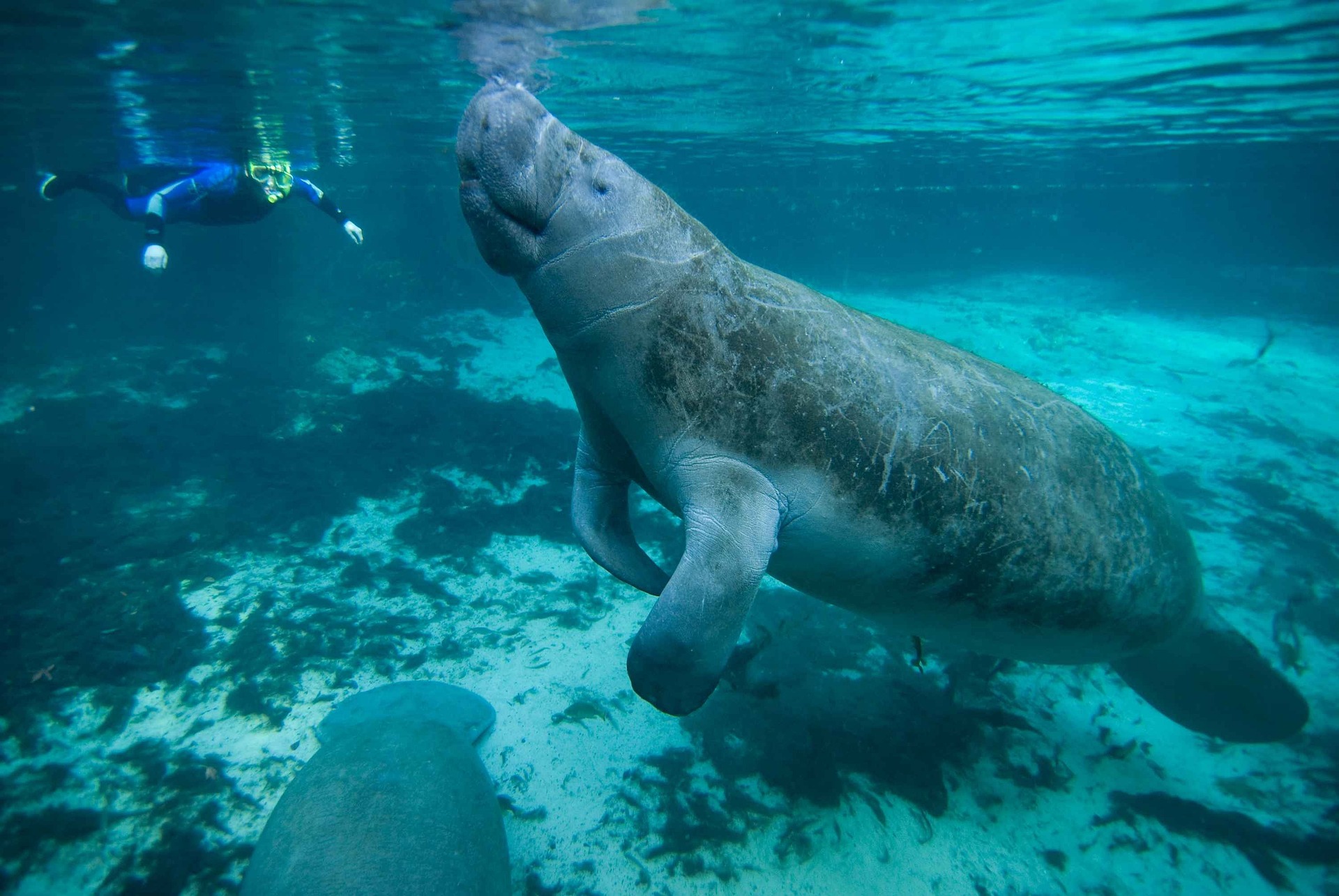 Scuba diver swimming with the manatees in the Caribbean ocean