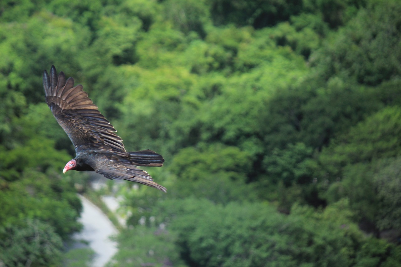 Vulture flying over Xcaret park in Cancun Vulture flying over Xcaret park in Cancun
