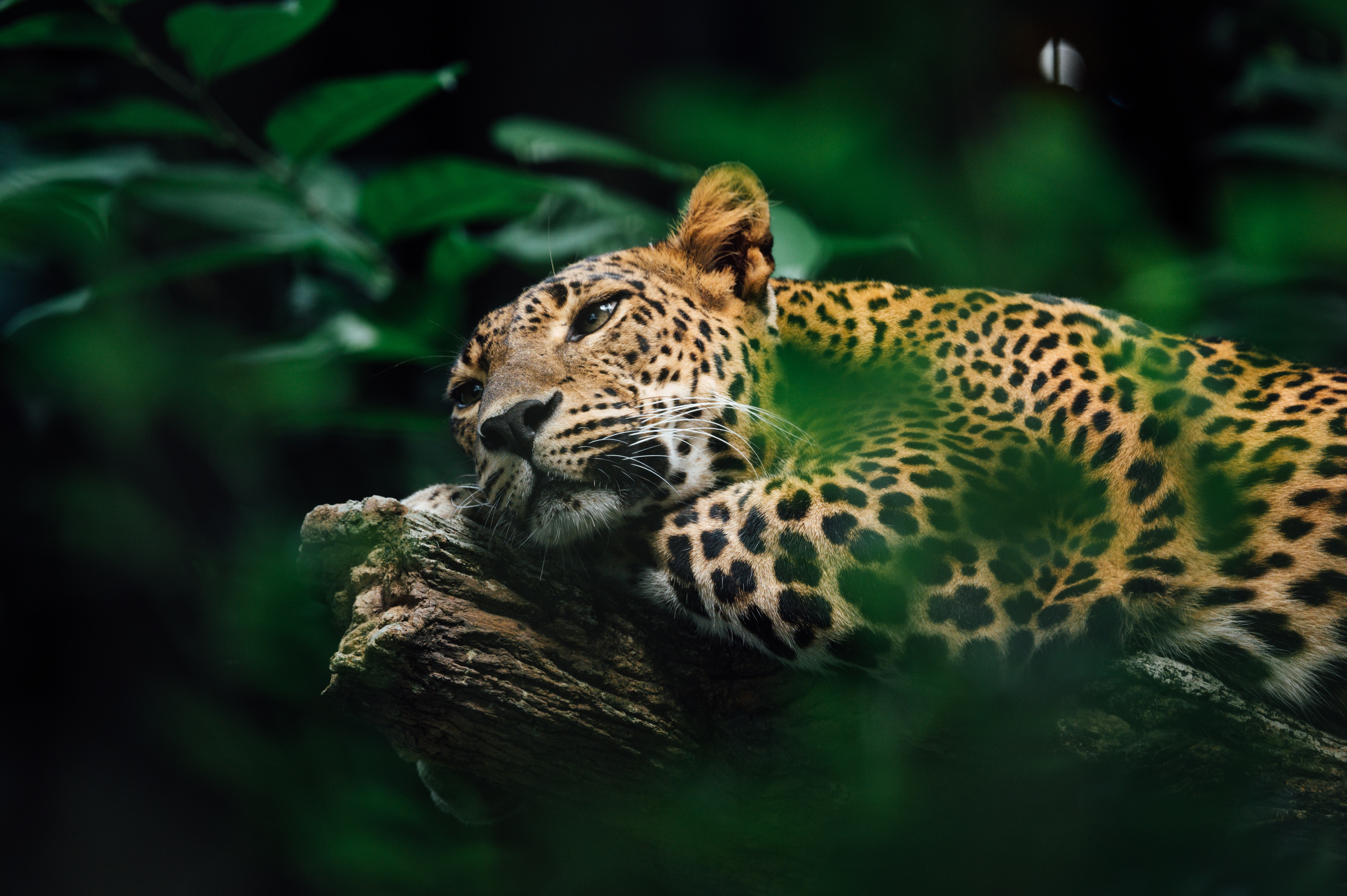 Jaguar: The national mammal of Mexico