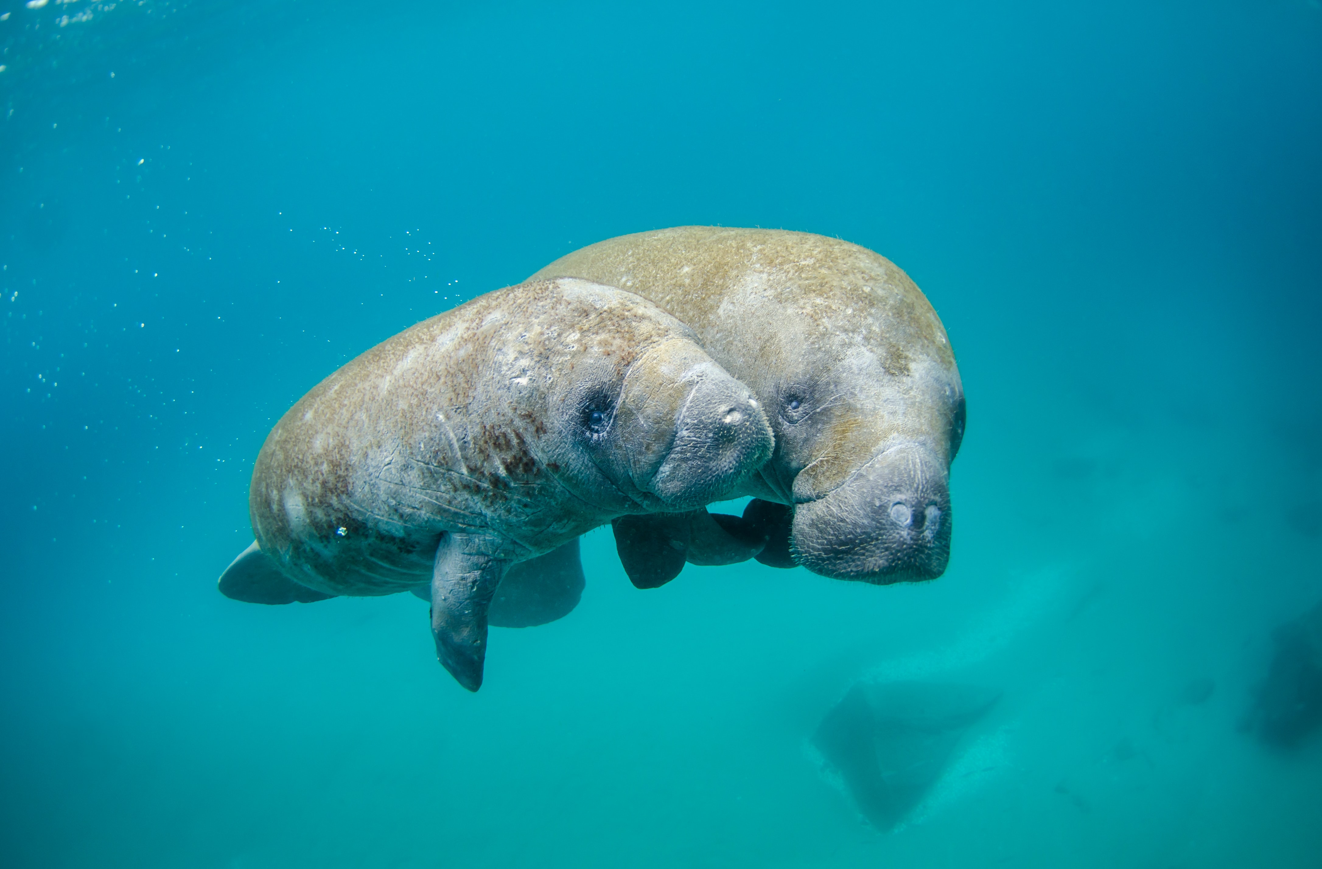 Manatees: See What The Real Mermaids of The Caribbean Look Like!