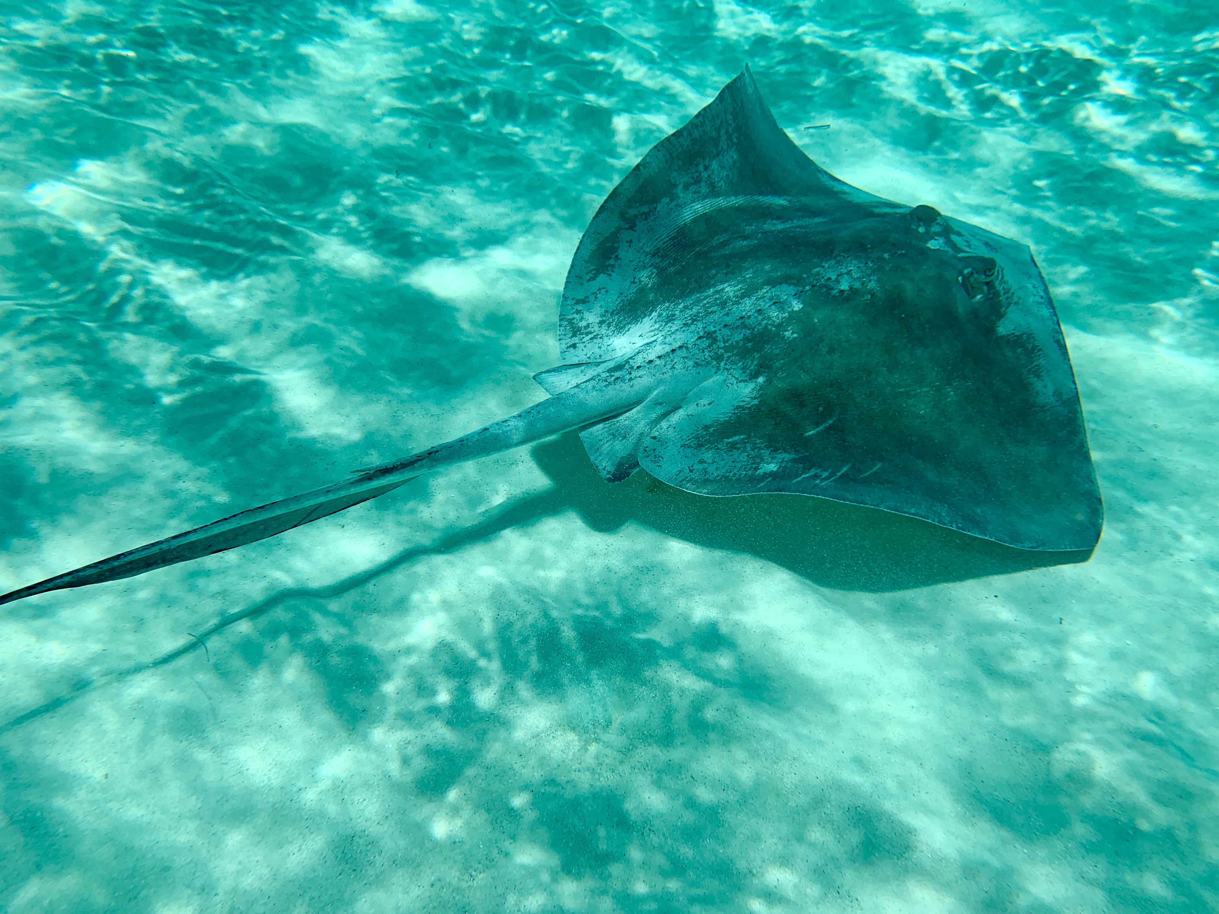 Stingray sighting when scuba diving in the Caribbean Stingray sighting when scuba diving in the Caribbean