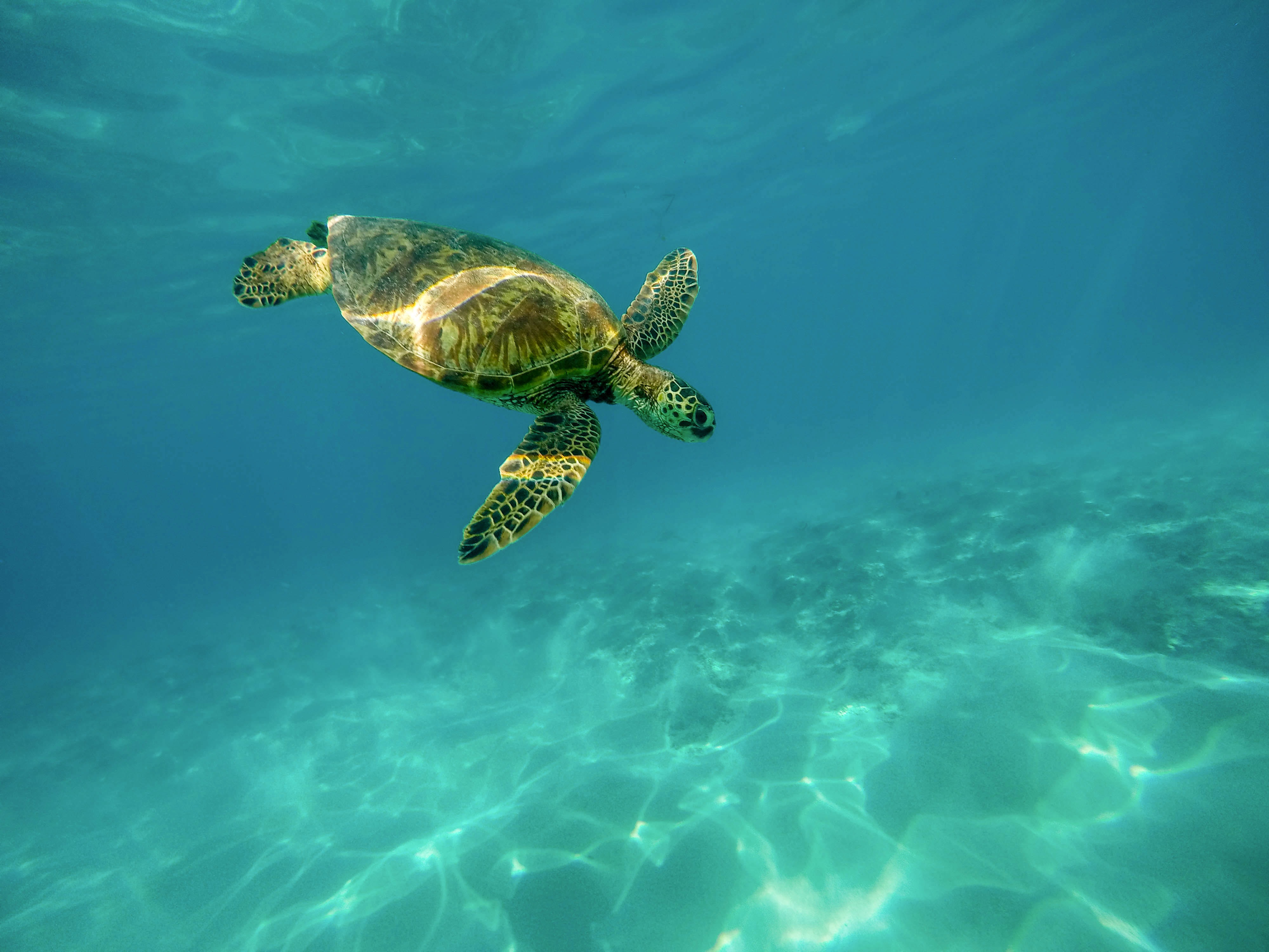 Turtle swimming in the waters of Cancun Turtle swimming in the waters of Cancun