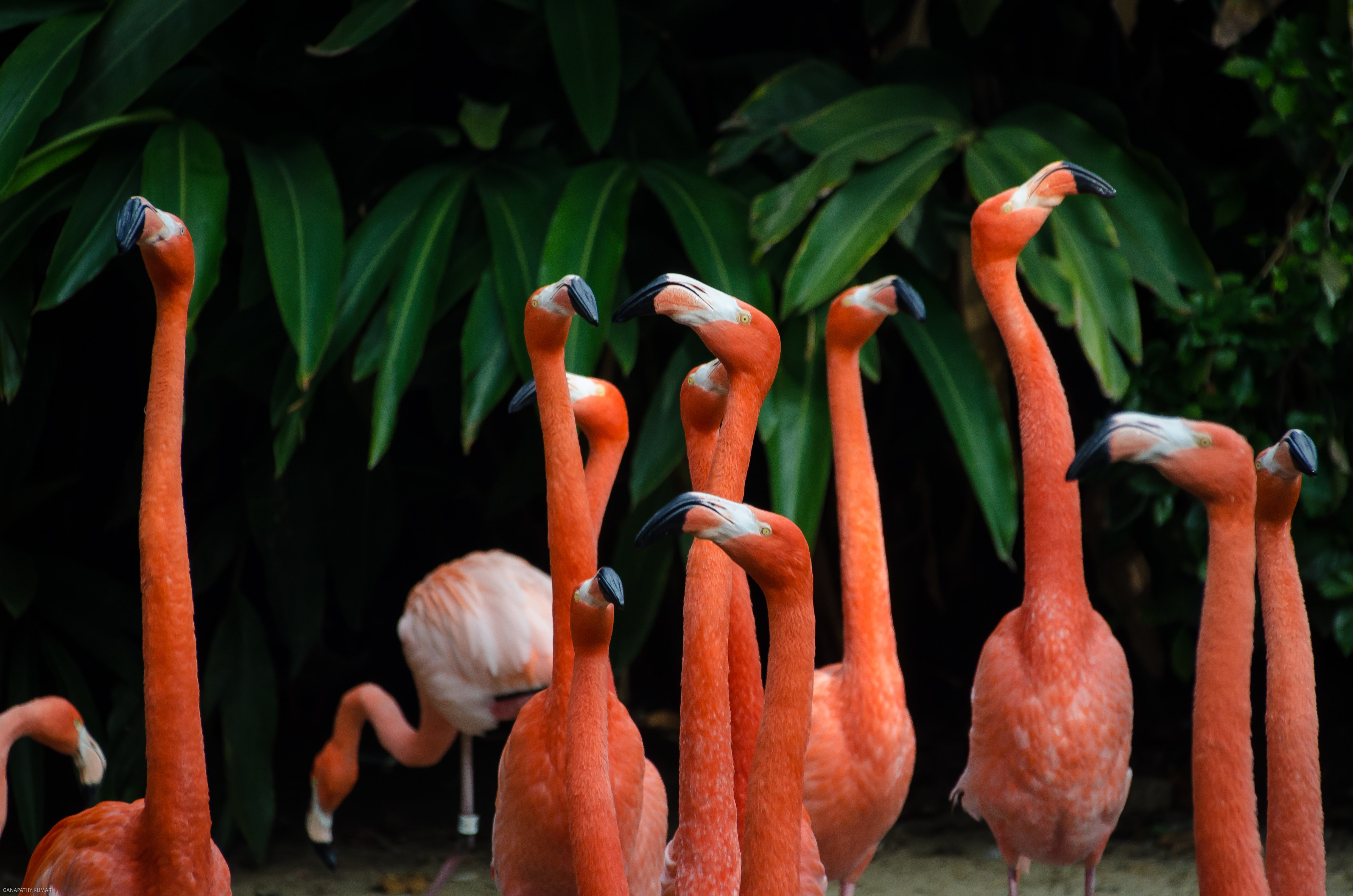Flamingos in Xcaret Park near Finest Playa Mujeres Flamingos in Xcaret Park near Finest Playa Mujeres
